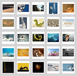 Geo Fotowettbewerb Tiere