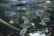 Aquarium Berlin