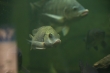 Aquarium Berlin