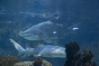 Aquarium Berlin