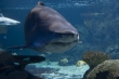 Aquarium Berlin