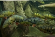 Aquarium Berlin