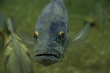 Aquarium Berlin