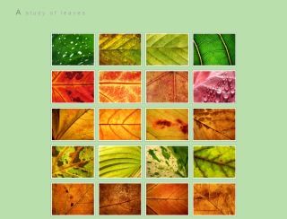 leaves